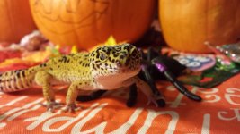 20131031_111414 (800x450).jpg
