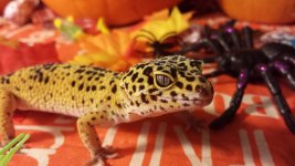 20131031_111525 (800x450).jpg