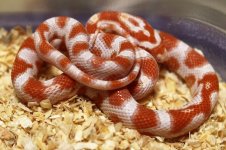 PartyCandyCaneCCFemale1.jpg