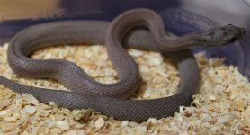 FemaleCinderStripe4b.jpg