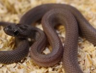 MaleCinderStripe1a.jpg