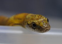 DSC_0002.JPG