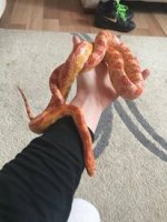 snek1.jpg