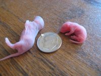 pinkie comparison.jpg