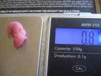 pinkie on scale 1.jpg