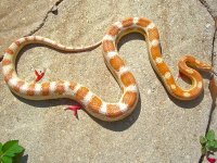 Candy Cane April 2012-7.jpg