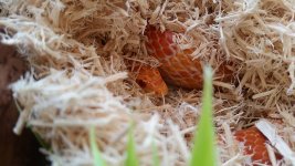 snek4.jpg
