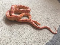 snek2.jpg