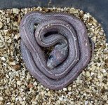 Pewter Tessera A.JPG