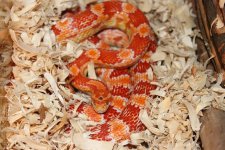 IMG_3655.JPG IMG_3655.JPG