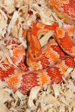 IMG_3656.JPG IMG_3656.JPG