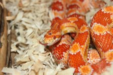 IMG_3665.JPG IMG_3665.JPG