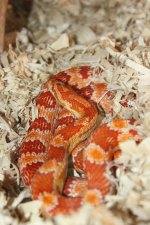 IMG_3667.JPG IMG_3667.JPG