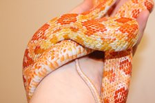 IMG_3668.JPG IMG_3668.JPG