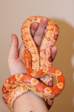 IMG_3669.JPG IMG_3669.JPG