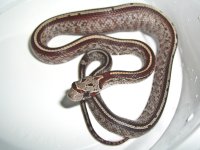 Buzztail Baby A (1 of 1).jpg