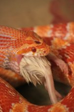 IMG_3715.JPG IMG_3715.JPG