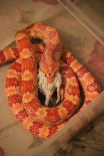 IMG_3712.JPG IMG_3712.JPG