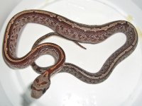 Buzztail Baby E (1 of 1).jpg