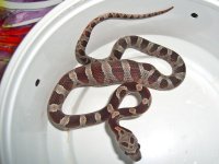 Buzztail Baby G (1 of 1).jpg