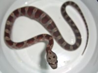 Buzztail Baby H (2 of 2).jpg