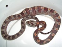 Buzztail Baby I (1 of 1).jpg