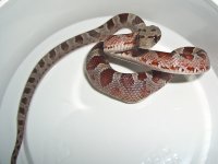 Buzztail Baby K (1 of 3).jpg