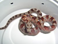 Buzztail Baby K (2 of 3).jpg