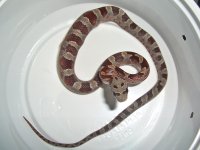 Buzztail Baby K (3 of 3).jpg