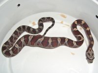 Buzztail Baby L (1 of 1).jpg