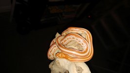 Amel T M (Custom).jpg