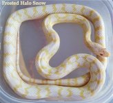 halo frosted snow.jpg