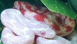 petco corn snake cut.jpg