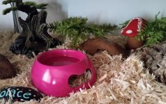 compare bowl DIY.jpg compare bowl DIY.jpg