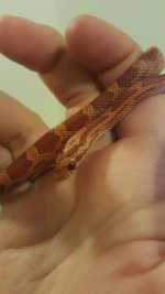 snake1.jpg snake1.jpg