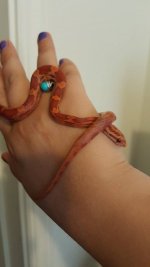 snake2.jpg snake2.jpg