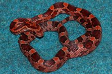 Hatchling (Pied Sided Pewter het. Striped X Landrace Lava (Redcoat).jpg