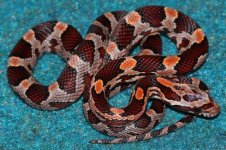 Hatchling (Landrace Lava Okeetee X Pied Sided Blood).jpg