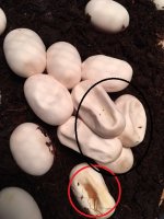 egg pic.jpeg