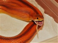 IMG_1128.JPG