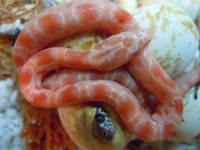 DSCN5607.JPG