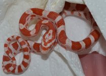 DSC_0329aeetes (2).JPG