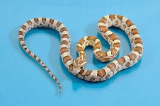 CC16-TSC-001F-05Mar2017-sm.jpg