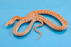 CC16-TSHyT-010F-05Mar2017-sm.jpg