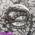 omg snakes leopard motley hatchling small.jpg