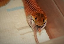 IMG_1153.JPG