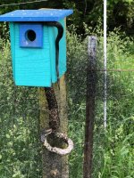 rsz_black_snake_in_bird_house resized.jpg rsz_black_snake_in_bird_house resized.jpg