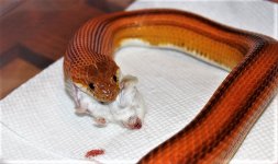 IMG_1161.JPG