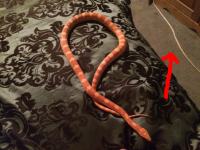 cordsnake.png