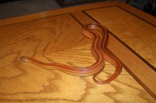 IMG_0187.JPG